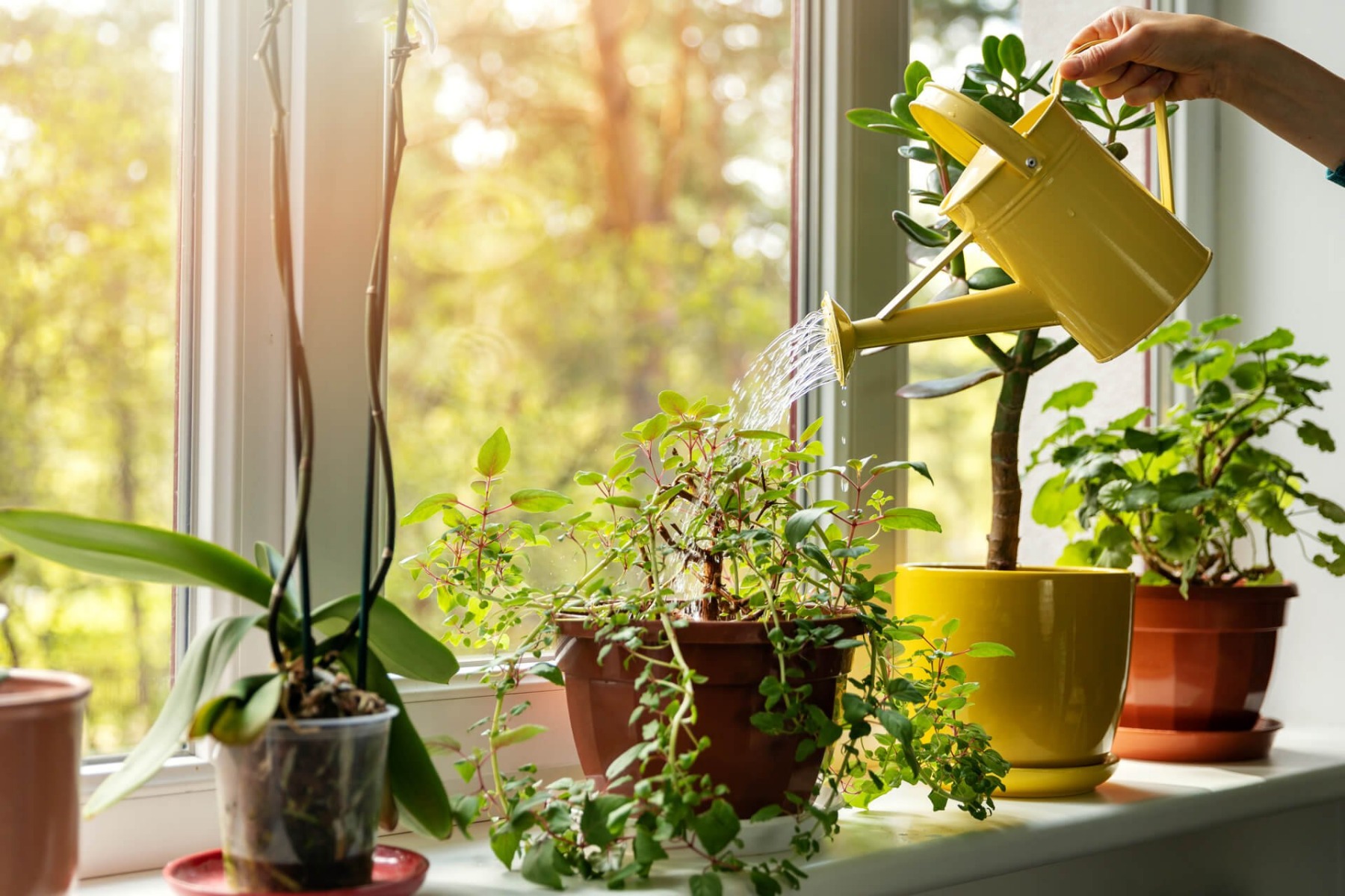 Person watering plants