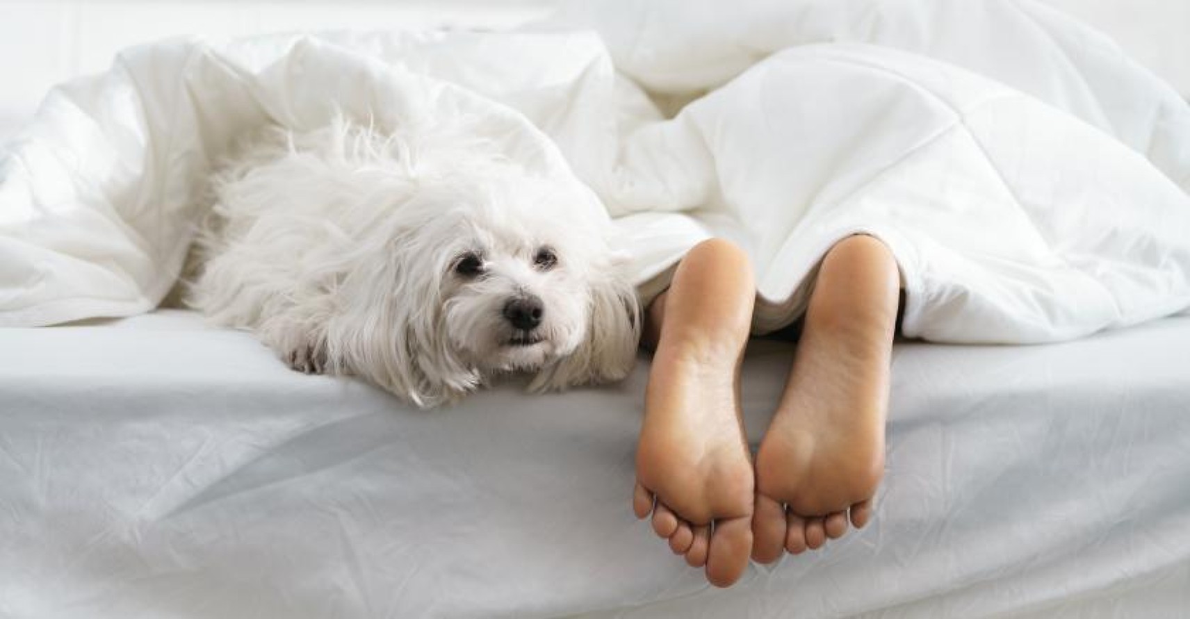 dog lying on a bed next to a person's feet